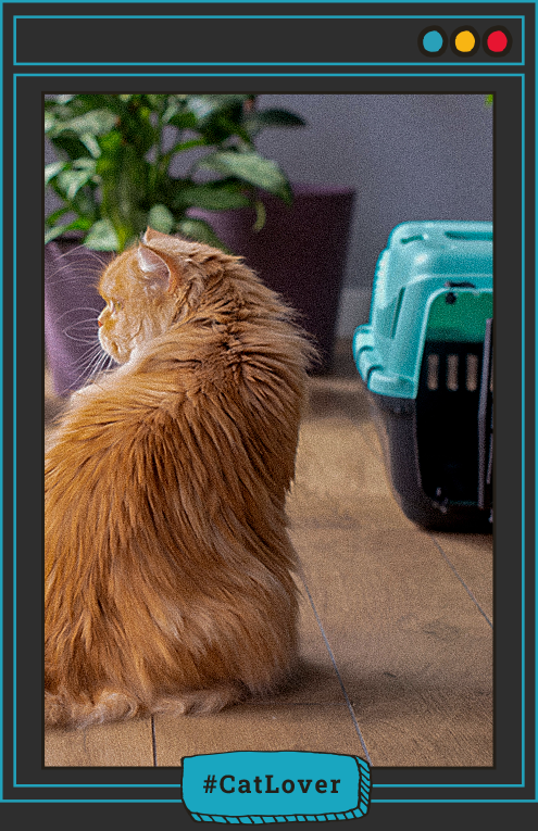 beneficios de usar guacal para gato